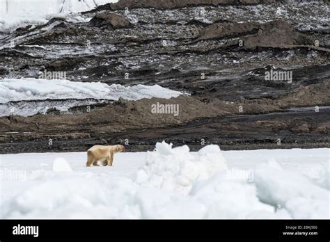 Polar bear (Ursus maritimus), Barents Island, Svalbard Islands, Norway Stock Photo - Alamy