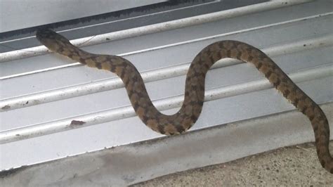 A Wild Baby Diamondback Water Snake: A Kansas Native! - YouTube