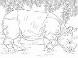 30  Rhino Coloring Pages Free Printable PDF JPG PNG & Online sketch template