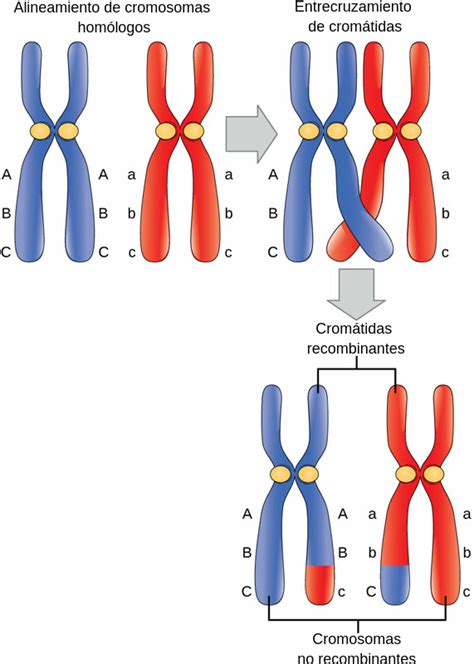 Sinapsis y entrecruzamiento - Labster Theory