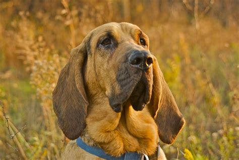 Bloodhound Wallpaper - WallpaperSafari