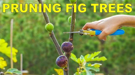 Pruning Fig Trees For Dormancy, Winter Storage And Maximum Production - YouTube