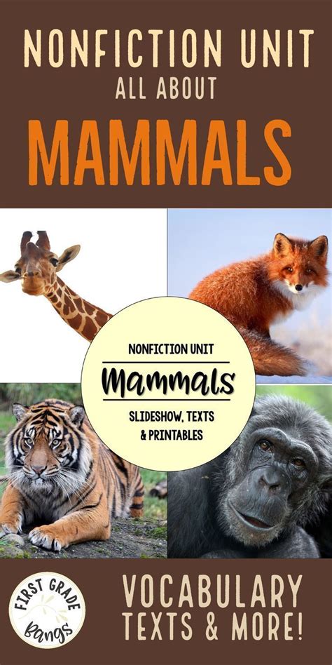 Facts about mammals for primary students- includes a PowerPoint slideshow with gorgeous photos ...