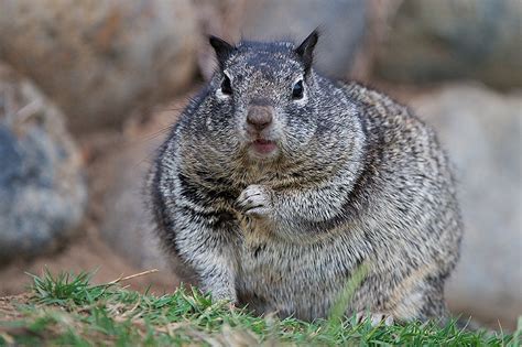 California Ground Squirrel | Sean Crane Photography