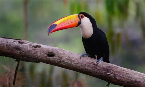 Toco Toucan :: Riverbanks Zoo & Garden