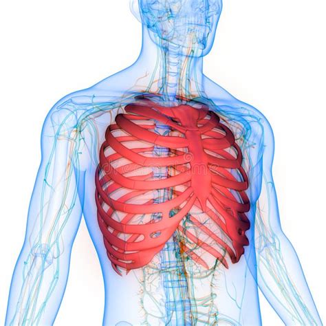 Human Skeleton System Rib Cage Bone Joints Anatomy Stock Illustration ...