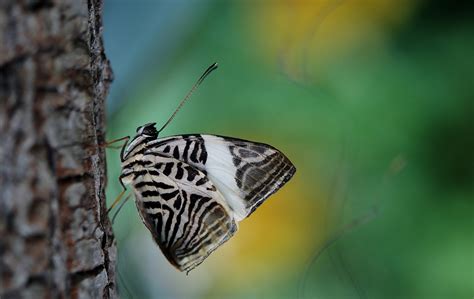 Butterfly Free Stock Photo - Public Domain Pictures