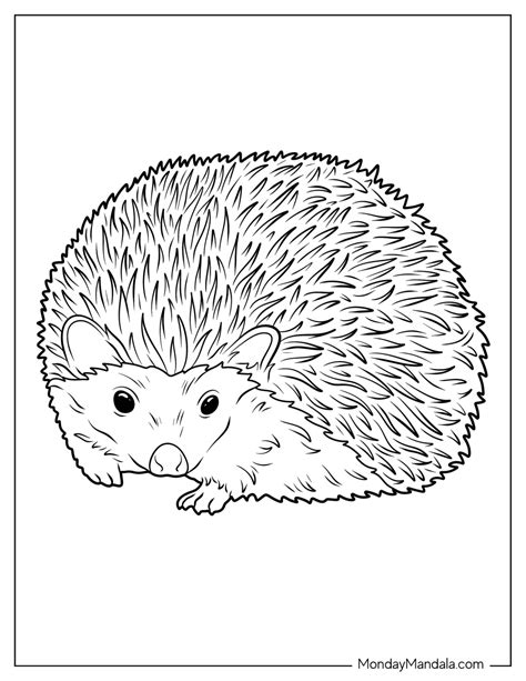 20 Hedgehog Coloring Pages (Free PDF Printables)