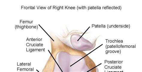 MCL Sprain Symptoms - HRF