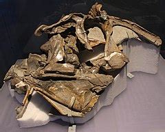 Category:Cryolophosaurus skulls - Wikimedia Commons