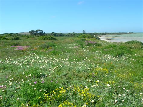 File:Spring flowers in Namaqualand.JPG - Wikimedia Commons