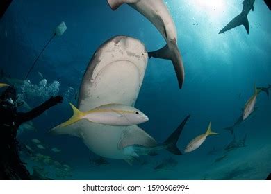 Tiger Sharks Tiger Beach Bahamas Stock Photo 1590606994 | Shutterstock