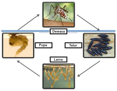 Ciri-ciri, Siklus, dan Habitat Nyamuk Aedes aegypti - Generasi Biologi