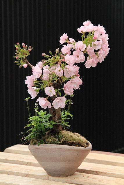 Cherry Blossom Bonsai Care Instructions - XciteFun.net