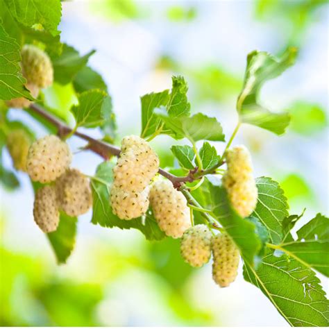 White Mulberries – Terrasoul Superfoods