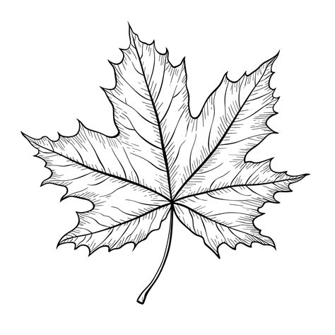 Premium Vector | Hand drawn sketch maple leaf illustration