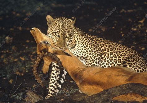 Leopard with kill - Stock Image - Z934/0039 - Science Photo Library