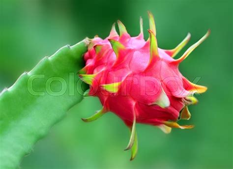 Green dragon fruit on plant with selective focus | Stock Photo | Colourbox