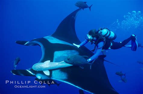 Manta ray and scuba diver. San Benedicto Island (Islas Revillagigedos), Baja California, Mexico