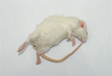 frozen rats 150g to 200g