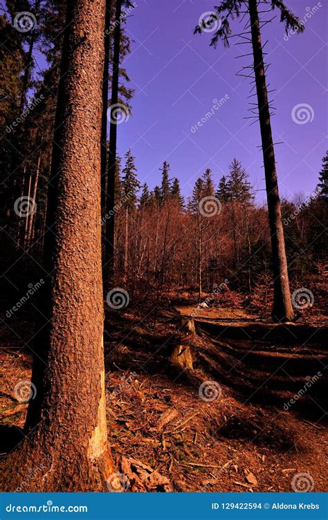 Path, Walking in the Forest Stock Photo - Image of plant, footpath: 129422594