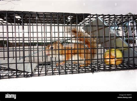 A live red squirrel or animal caught in a live trap Stock Photo - Alamy