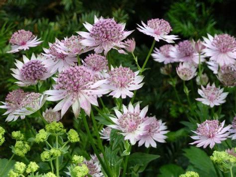 Astrantia - Alchetron, The Free Social Encyclopedia