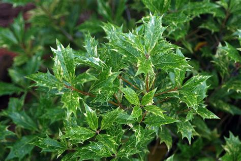 Osmanthus heterophyllus 'Goshiki' | Landscape Plants | Oregon State ...