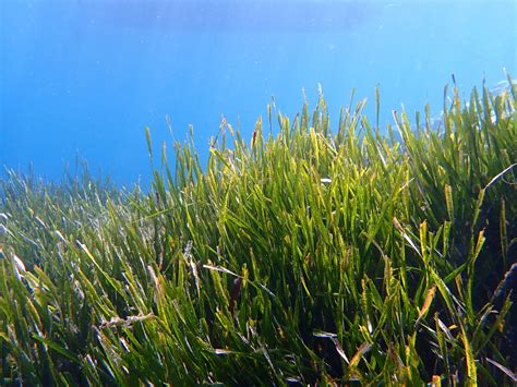 Protecting Seagrass Will Help Save Our Oceans | US Harbors