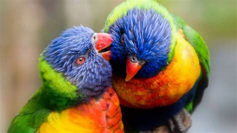 Colorful Birds Parrots Hd Wallpaper : Wallpapers13.com