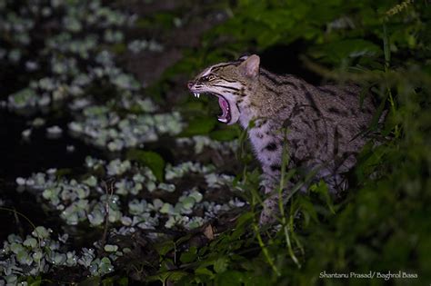 Best Fishing Cat Conservation India | West Bengal | Sundarbans | Baghrol Basa