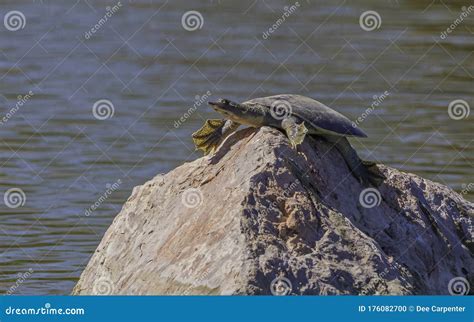 Smooth Softshell Turtle stock photo. Image of soft, shell - 176082700