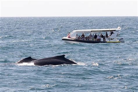 2023 Mooloolaba Whale Watching Tour provided by Adventure Rafting