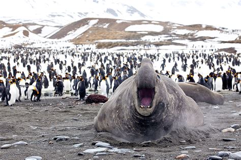 Meet the Southern Elephant Seal: Impressive Antarctic Giants