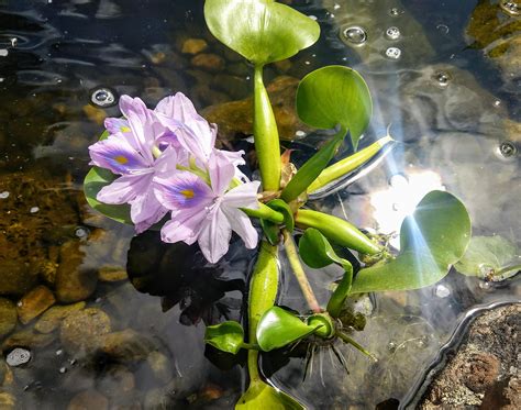 I just introduced this water hyacinth into the pond last week and it's ...