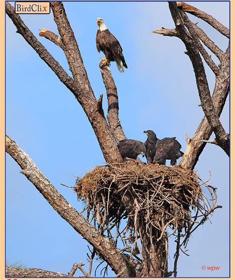 3 Bald Eagle hatchlings feeding in 2019 Iona, SW FL nest: BirdClix.com