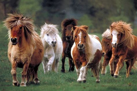 miniature horses | Group of Miniature Horses runs to camera. Mares, Shetland or Icelandic ...