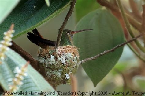 Rufous-tailed Hummingbird