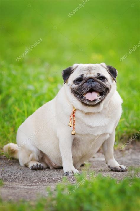 Little fat pug — Stock Photo © o_sa #51915051