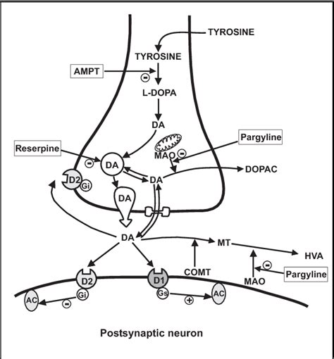 Mechanism Of Antipsychotics