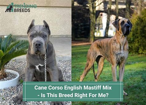 Cane Corso English Mastiff Mix – Is This Breed Right For Me? (2024)