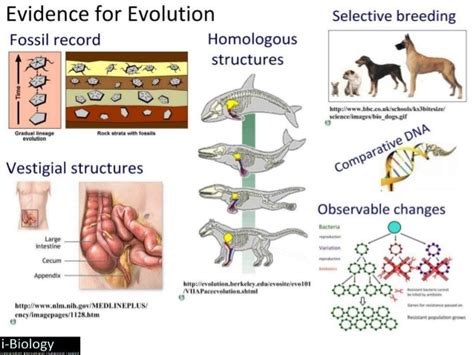 Evidence for Evolution Diagram | Quizlet