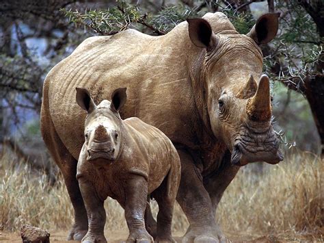 Image detail for -white rhinoceros | Animals wild, Rhinoceros, Animal ...