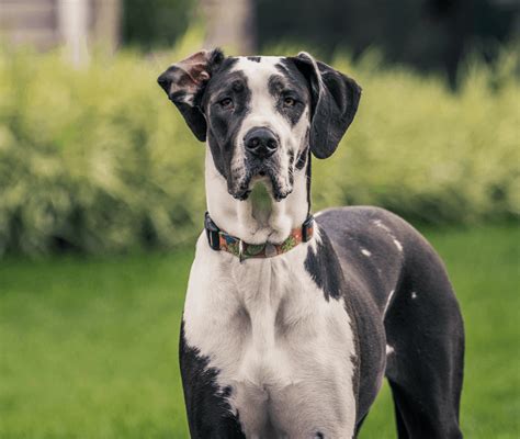 Great Dane Colors - Everything You Need To Know | PawLeaks