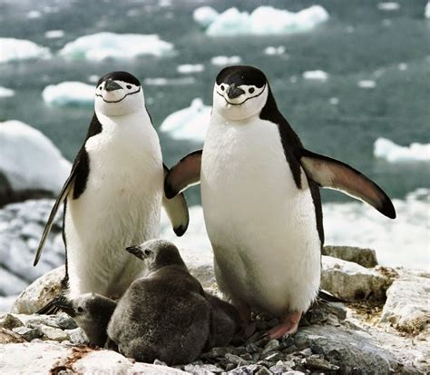 Birds of the World: Chinstrap penguin