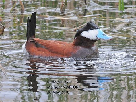 Northwest Nature Notes: RUDDY DUCKS ARE ODD DUCKS