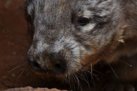 #ThreatenedThursday: Northern Hairy-nosed Wombat — The Foundation for Australia’s Most ...