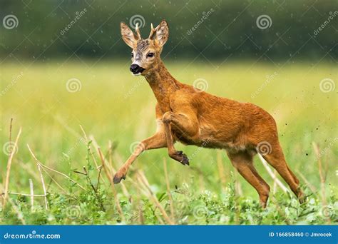 Young Roe Deer Buck with Small Antlers Caught in Action of Running in High Speed Stock Photo ...