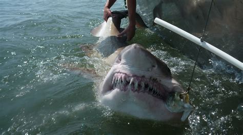 Researchers Probe Sand Tiger Sharks' Social Networks | Inside Science