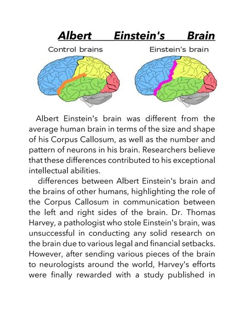 SOLUTION: Albert einstein s brain how was different - Studypool